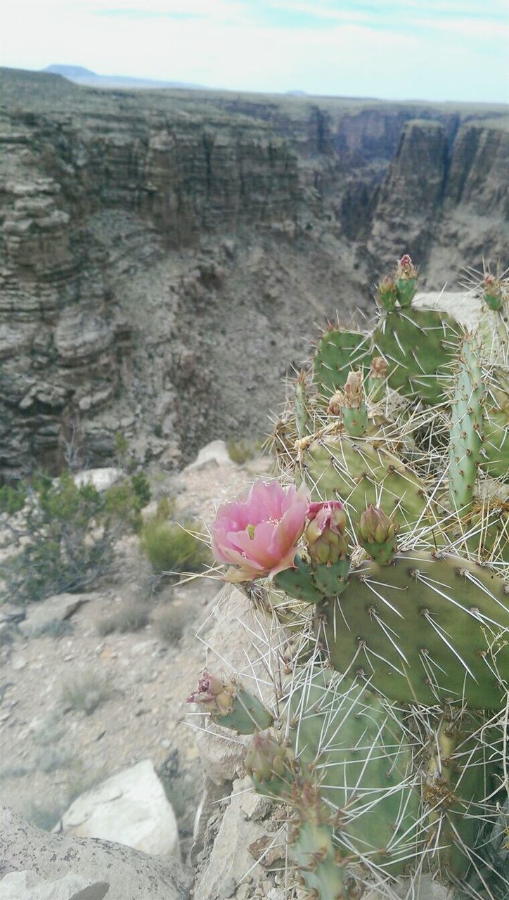 flower, growth, beauty in nature, plant, nature, close-up, fragility, rock - object, rock formation, scenics, freshness, selective focus, pink color, cliff, day, non-urban scene, focus on foreground, wildflower, blossom, arid climate, physical geography, in bloom, outdoors, uncultivated, tourism, tranquility, thorn, botany, geology