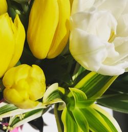 Close-up of yellow flowers
