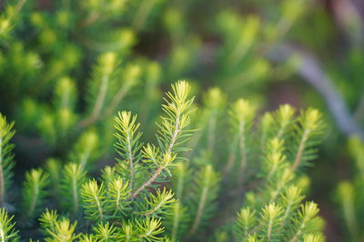 Close-up of fresh green plants