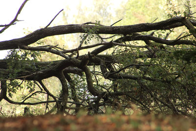 Low angle view of trees against sky
