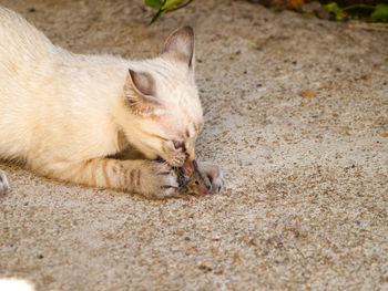 Close-up of cat sleeping on sand