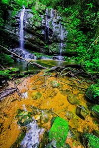 Stream flowing through forest