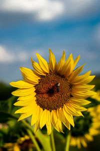 Close-up of yellow sunflower