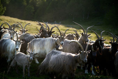 Hairy horned goats standing at farm