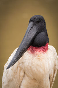 Close-up of jabiru stork