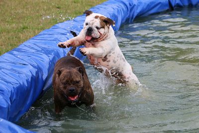 Dog with hand in water