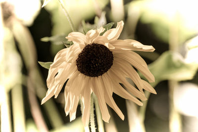 Close-up of wilted flower against blurred background