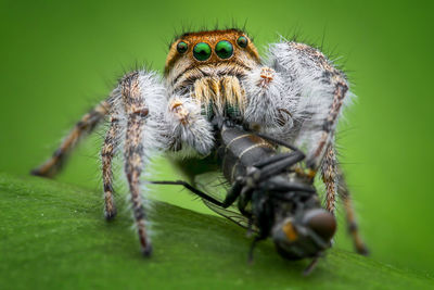 Jumping spider eating fly