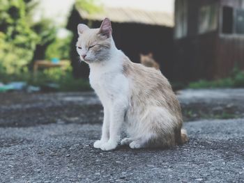 Cat sitting on street