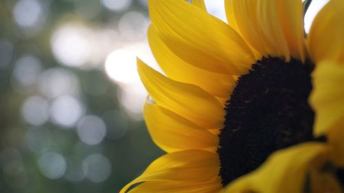 Close-up of sunflower