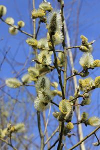 Low angle view of fresh flower tree against sky