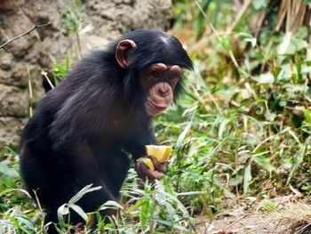 Young chimpanzee holding lemons