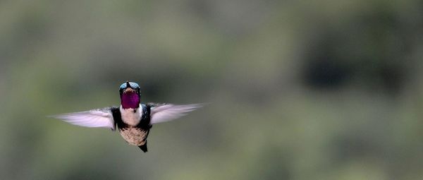 Bird flying outdoors