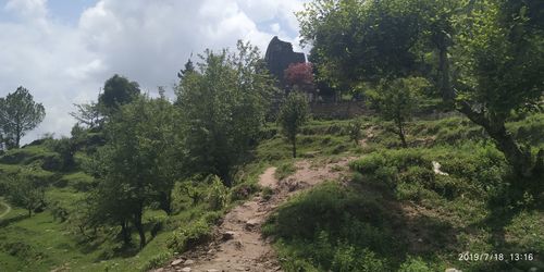 Trees growing on land against sky