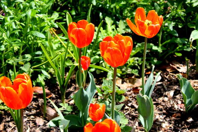 Close-up of orange poppy flowers blooming outdoors