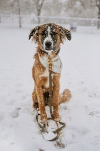 Dog running on snow covered land