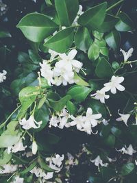 Close-up of white flowering plant