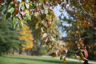 Close-up of tree branch