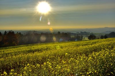 Scenic view of yellow grassy field against bright sun