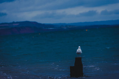 Seagull perching on sea against sky