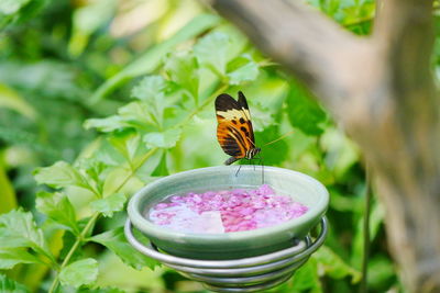 butterfly