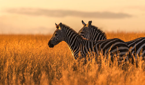 Side view of zebras standing on grassy field during sunset