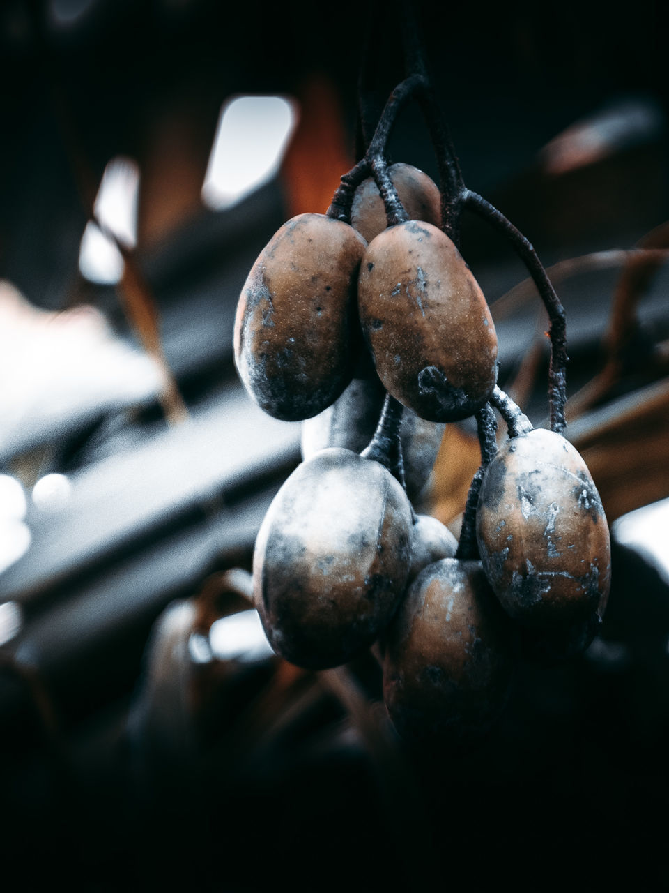 food and drink, food, healthy eating, fruit, close-up, wellbeing, no people, freshness, selective focus, focus on foreground, day, outdoors, berry fruit, still life, nature, metal, raw food, hanging, ripe