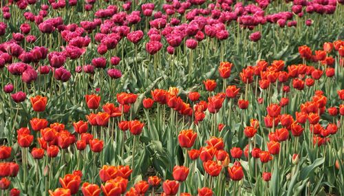 Close-up of red poppy flowers in field