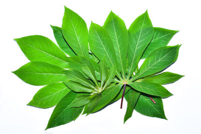 High angle view of leaves on white background