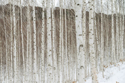 Close-up of tree trunk during winter