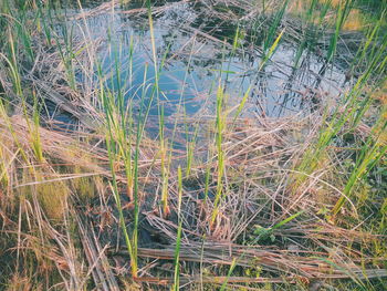 High angle view of grass by lake