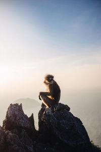 Monkey sitting on rock by sea against sky