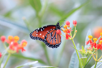 Close-up of butterfly on orange flowers