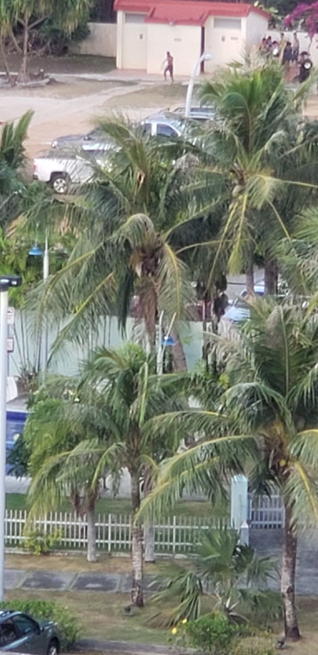 PEOPLE BY PALM TREES IN FRONT OF BUILT STRUCTURE