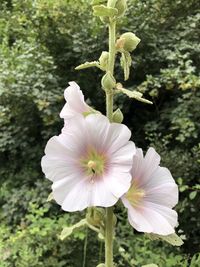 Close-up of white flowering plant