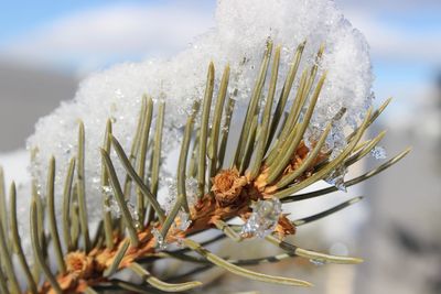Close-up of snow on plant against sky