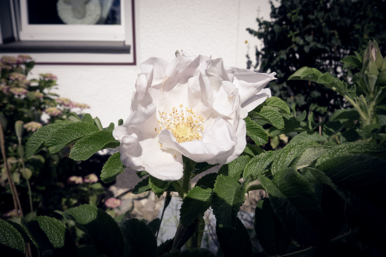 CLOSE-UP OF WHITE ROSE ON PLANTS