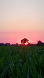 Crops growing on field against sky during sunset