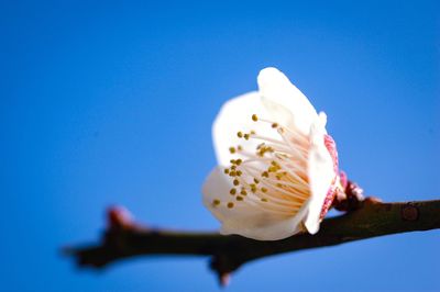 Close-up of flower against clear blue sky