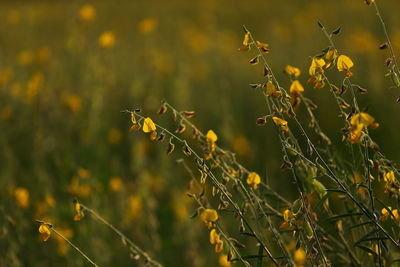 Close-up of yellow flowering plant on field