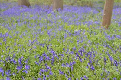 Close-up of lavender flowers on field