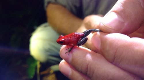 Close-up of hand holding animal