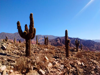 Cactus growing on landscape against clear blue sky