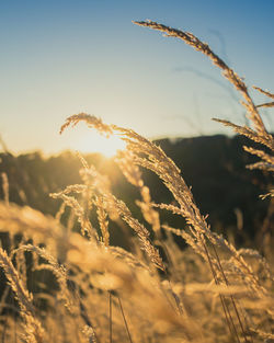 Close-up of stalks against sunset