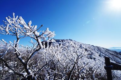 Low angle view of flower tree against blue sky