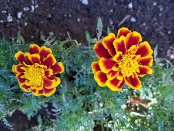 High angle view of orange marigold flowers