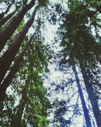 Low angle view of trees in forest