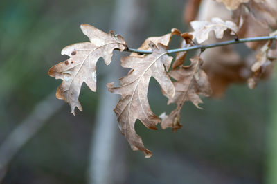 Close-up of dry leaves