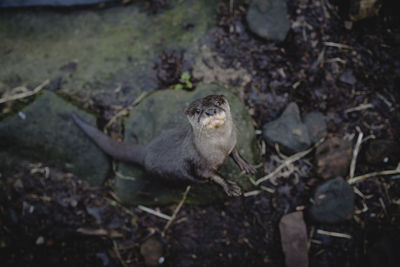 High angle view of turtle on field