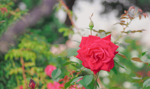 Close-up of red rose